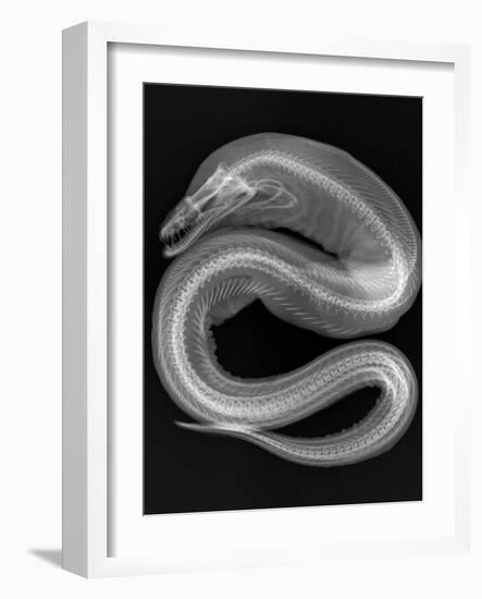 Viper Moray-Sandra J. Raredon-Framed Art Print