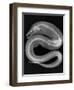 Viper Moray-Sandra J. Raredon-Framed Art Print