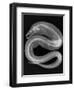 Viper Moray-Sandra J. Raredon-Framed Art Print