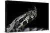 Vipera Ammodytes (Nose-Horned Viper)-Paul Starosta-Stretched Canvas