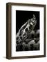 Vipera Ammodytes (Nose-Horned Viper)-Paul Starosta-Framed Photographic Print