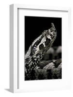 Vipera Ammodytes (Nose-Horned Viper)-Paul Starosta-Framed Photographic Print