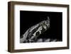 Vipera Ammodytes (Nose-Horned Viper)-Paul Starosta-Framed Photographic Print