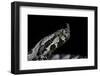 Vipera Ammodytes (Nose-Horned Viper)-Paul Starosta-Framed Photographic Print