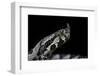 Vipera Ammodytes (Nose-Horned Viper)-Paul Starosta-Framed Photographic Print