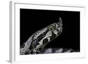 Vipera Ammodytes (Nose-Horned Viper)-Paul Starosta-Framed Photographic Print