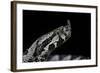 Vipera Ammodytes (Nose-Horned Viper)-Paul Starosta-Framed Photographic Print