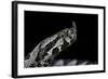 Vipera Ammodytes (Nose-Horned Viper)-Paul Starosta-Framed Photographic Print