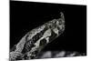 Vipera Ammodytes (Nose-Horned Viper)-Paul Starosta-Mounted Photographic Print