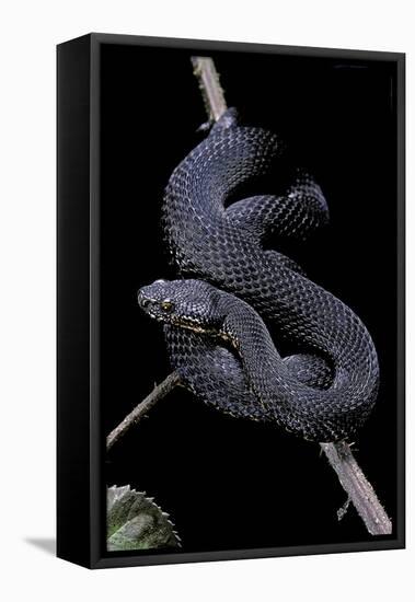 Vipera Aspis F. Melanistic (Asp Viper)-Paul Starosta-Framed Stretched Canvas