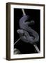 Vipera Aspis F. Melanistic (Asp Viper)-Paul Starosta-Framed Photographic Print