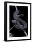 Vipera Aspis F. Melanistic (Asp Viper)-Paul Starosta-Framed Photographic Print