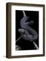 Vipera Aspis F. Melanistic (Asp Viper)-Paul Starosta-Framed Photographic Print