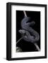 Vipera Aspis F. Melanistic (Asp Viper)-Paul Starosta-Framed Photographic Print