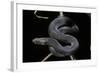 Vipera Aspis F. Melanistic (Asp Viper)-Paul Starosta-Framed Photographic Print