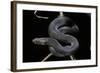 Vipera Aspis F. Melanistic (Asp Viper)-Paul Starosta-Framed Photographic Print