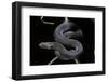 Vipera Aspis F. Melanistic (Asp Viper)-Paul Starosta-Framed Photographic Print