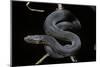 Vipera Aspis F. Melanistic (Asp Viper)-Paul Starosta-Mounted Photographic Print