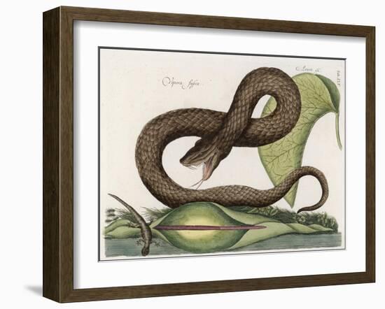 Vipera Fusca a Vicious Viper-null-Framed Art Print