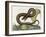 Vipera Fusca a Vicious Viper-null-Framed Art Print