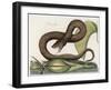 Vipera Fusca a Vicious Viper-null-Framed Art Print