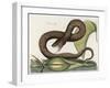 Vipera Fusca a Vicious Viper-null-Framed Art Print