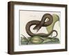 Vipera Fusca a Vicious Viper-null-Framed Art Print