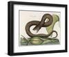 Vipera Fusca a Vicious Viper-null-Framed Art Print