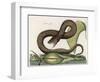 Vipera Fusca a Vicious Viper-null-Framed Art Print