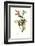 Vireo-John James Audubon-Framed Art Print