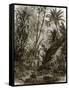 Virgin Forest in Kar-Nikobar (Indian Ocean)-English-Framed Stretched Canvas