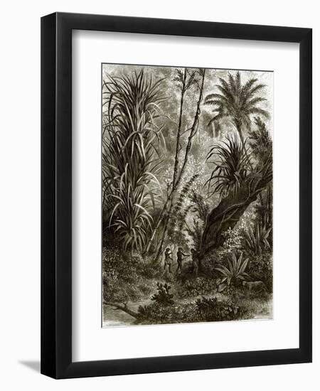 Virgin Forest in Kar-Nikobar (Indian Ocean)-English-Framed Giclee Print