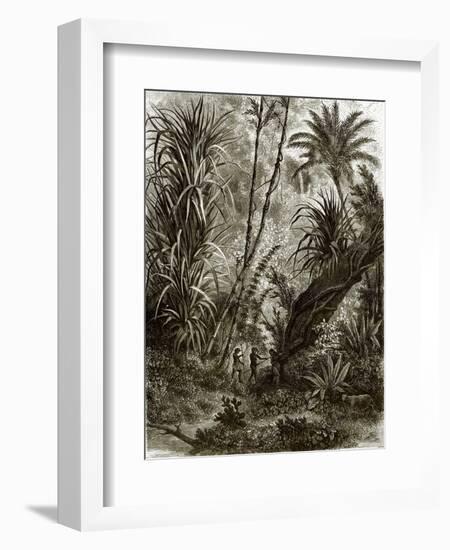 Virgin Forest in Kar-Nikobar (Indian Ocean)-English-Framed Giclee Print