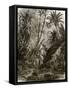 Virgin Forest in Kar-Nikobar (Indian Ocean)-English-Framed Stretched Canvas