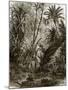 Virgin Forest in Kar-Nikobar (Indian Ocean)-English-Mounted Giclee Print