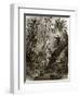 Virgin Forest in Kar-Nikobar (Indian Ocean)-English-Framed Premium Giclee Print