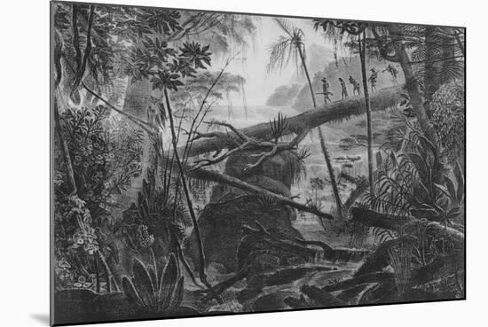 Virgin Forest, Paraiba, Brazil, C.1840-null-Mounted Giclee Print