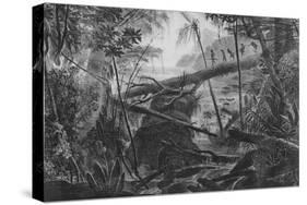 Virgin Forest, Paraiba, Brazil, C.1840-null-Stretched Canvas