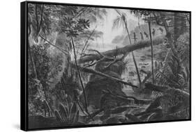 Virgin Forest, Paraiba, Brazil, C.1840-null-Framed Stretched Canvas