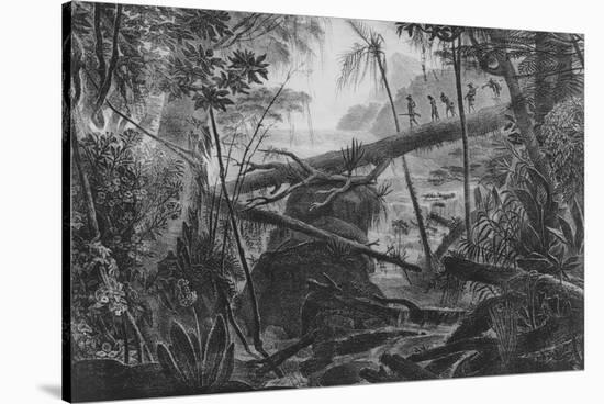 Virgin Forest, Paraiba, Brazil, C.1840-null-Stretched Canvas