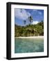 Virgin Islands, St. John, Palm Tree on the Gibney's Beach-null-Framed Photographic Print