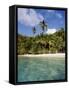 Virgin Islands, St. John, Palm Tree on the Gibney's Beach-null-Framed Stretched Canvas