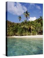 Virgin Islands, St. John, Palm Tree on the Gibney's Beach-null-Stretched Canvas