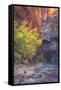 Virgin Narrows Nook, Zion-Vincent James-Framed Stretched Canvas