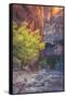 Virgin Narrows Nook, Zion-Vincent James-Framed Stretched Canvas