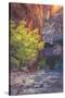 Virgin Narrows Nook, Zion-Vincent James-Stretched Canvas