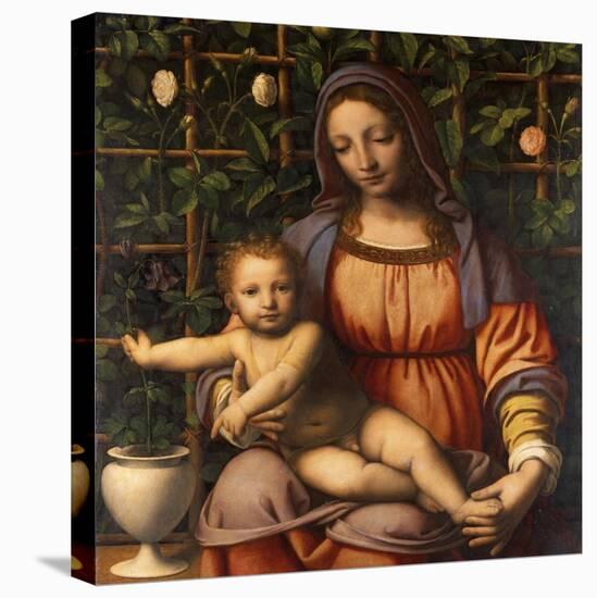 Virgin of the Rose Bush-Bernardino Luini-Stretched Canvas