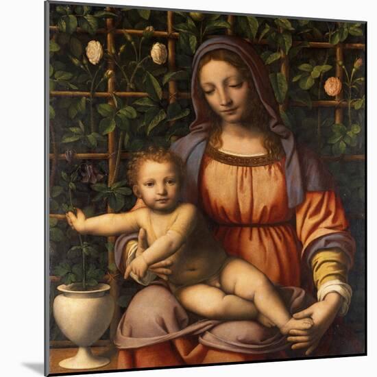 Virgin of the Rose Bush-Bernardino Luini-Mounted Giclee Print