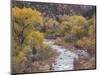 Virgin River and Fremont Cottonwoods, Zion National Park, Utah, USA-Jamie & Judy Wild-Mounted Photographic Print