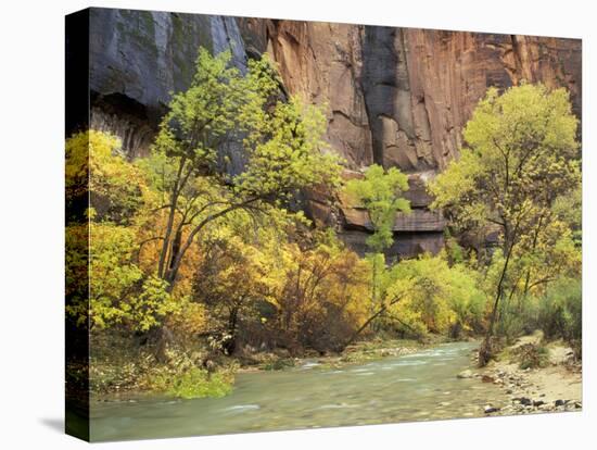 Virgin River in the Upper Zion Region, Zion National Park, Utah, USA-Jamie & Judy Wild-Stretched Canvas